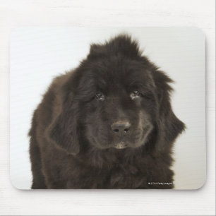 Mousepad Filhote de cachorro de Terra Nova, tiro do estúdi