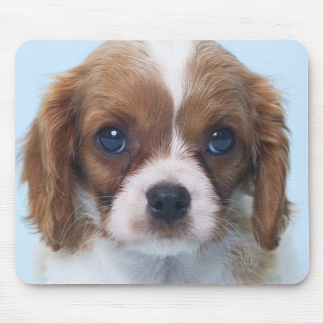 Mousepad Filhote de cachorro descuidado do Spaniel de rei (Frente)