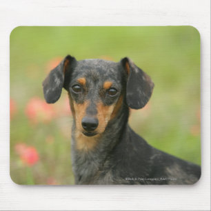 Mousepad filhote de cachorro diminuto Liso-de cabelo do