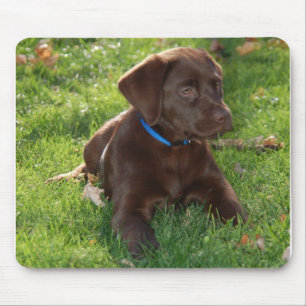 Mousepad Filhote de cachorro do laboratório do chocolate