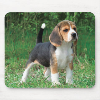 Mousepad Filhote de cachorro do lebreiro