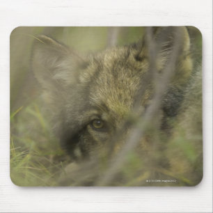 Mousepad Filhote de cachorro do lobo cinzento (lúpus de