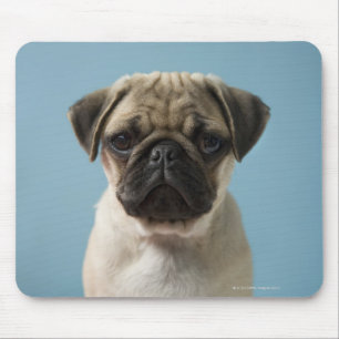 Mousepad Filhote de cachorro do Pug contra o fundo azul