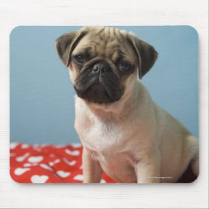 Mousepad Filhote de cachorro do Pug que senta-se na cama