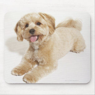 Mousepad Filhote de cachorro (familiaris do Canis) 2