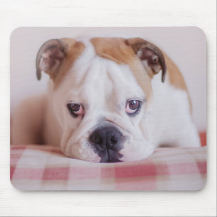 Mousepad Filhote de cachorro inglês tímido do buldogue