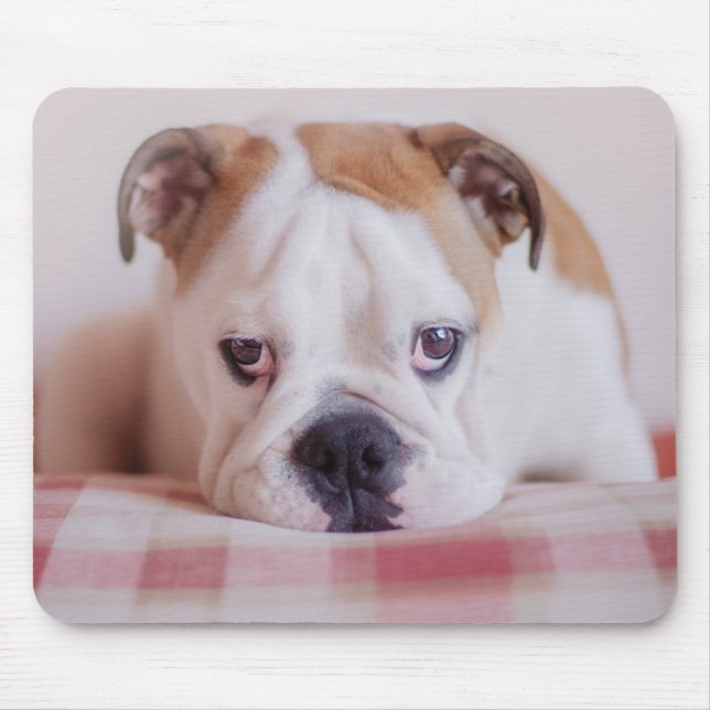 Mousepad Filhote de cachorro inglês tímido do buldogue (Frente)