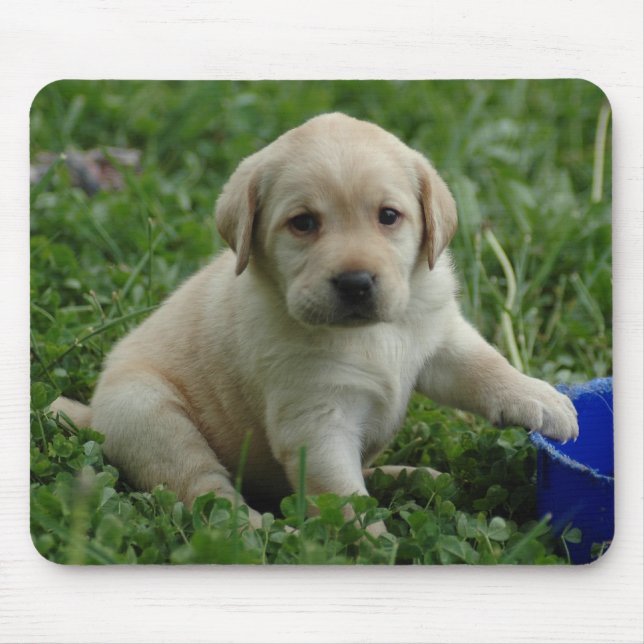 Mousepad filhote de cachorro-laboratório-HD-papel de parede (Frente)