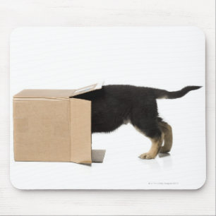 Mousepad Filhote de cachorro na caixa de cartão