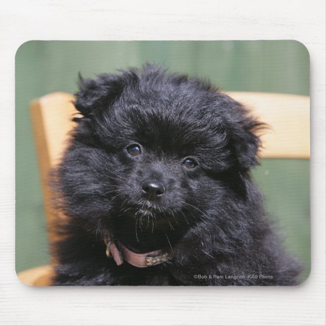 Mousepad Filhote de cachorro preto de Pomeranian (Frente)