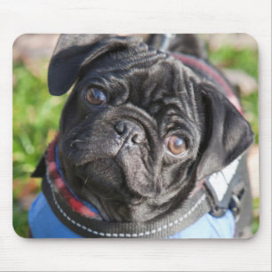 Mousepad Filhote de cachorro preto do Pug que veste uma