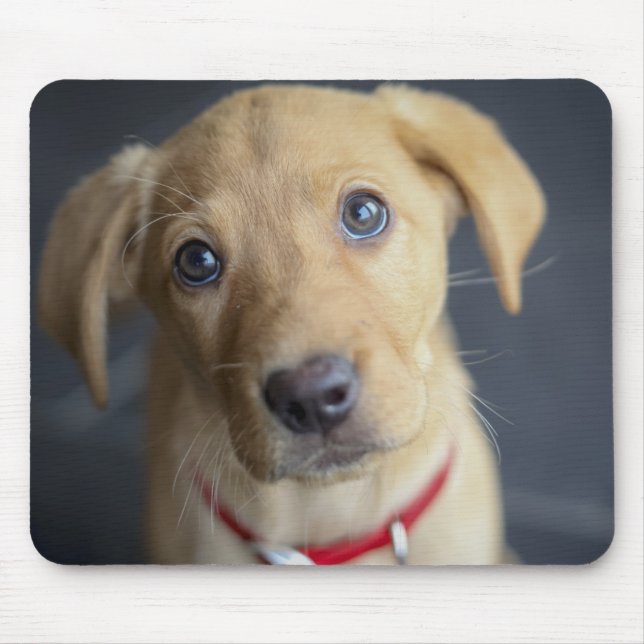 Mousepad Filhote de cachorro vermelho do Fox Labrador (Frente)