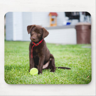 Mousepad Filhote De Labrador De Chocolate Com Bola De Têni