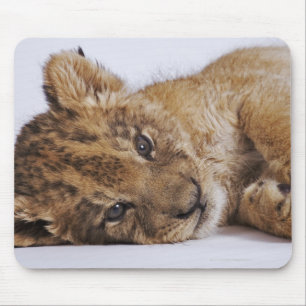 Mousepad Filhote de leão (Panthera leo) que encontra-se no