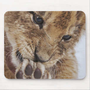 Mousepad Filhote de leão (Panthera leo) que lambe a pata,
