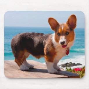 Mousepad Filhote de Pembroke Welsh Corgi em pé na mesa