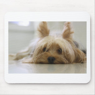 Mousepad filhote de terrier de yorkshire animal de estimaçã