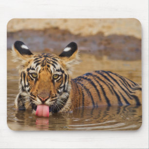 Mousepad Filhote de tigre-bengala-real, bebendo água