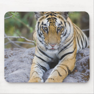 Mousepad Filhote de tigre, parque nacional de Bandhavgarh,