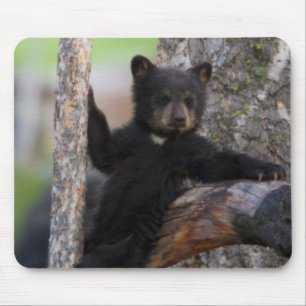 Mousepad Filhote de Urso Negro Relaxando