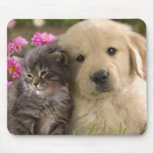 Mousepad Filhote Fofo e Gatinho