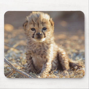 Mousepad Filhote macho de chita com 19 dias de idade