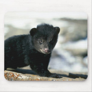 Mousepad Filhote Urso-pequeno preto