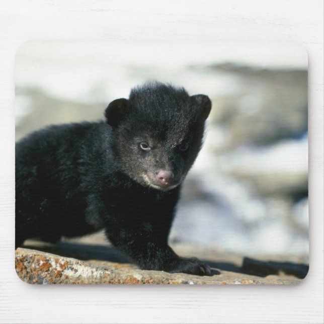 Mousepad Filhote Urso-pequeno preto (Frente)