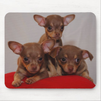 Mousepad Filhotes de cachorro da chihuahua