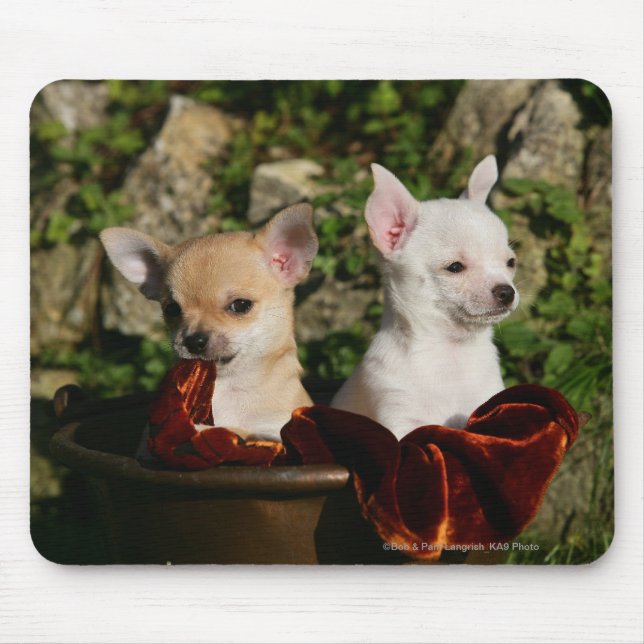 Mousepad Filhotes de cachorro da chihuahua (Frente)