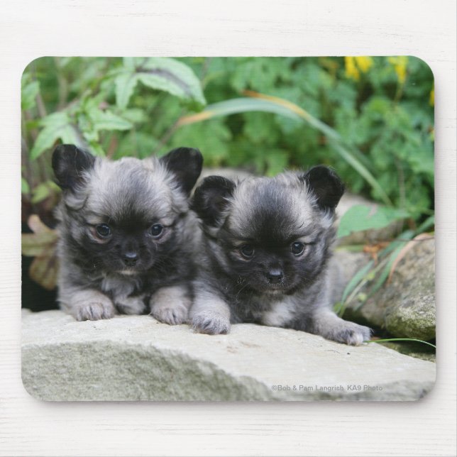 Mousepad Filhotes de cachorro de cabelos compridos da (Frente)