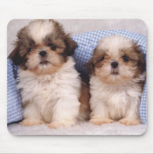 Mousepad Filhotes de cachorro de Shih Tzu sob uma cobertura