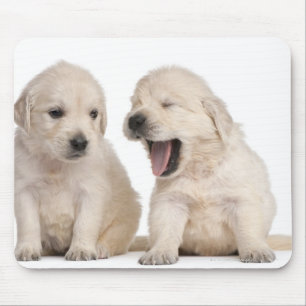 Mousepad Filhotes de cachorro do golden retriever (4