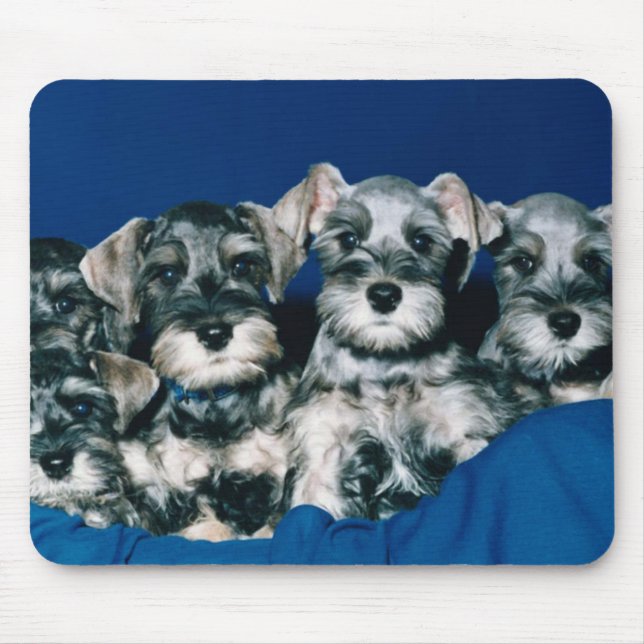 Mousepad Filhotes de cachorro do Schnauzer diminuto (Frente)