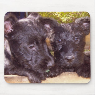 Mousepad Filhotes de cachorro do Scottie