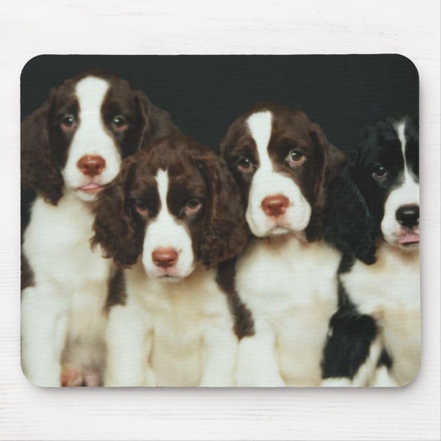 Mousepad Filhotes de cachorro do Spaniel de Springer inglês (Frente)