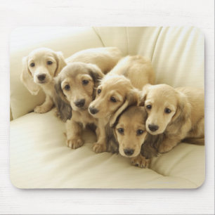 Mousepad Filhotes de cachorro do Wiener