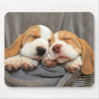 Filhotes de cachorro sonolentos