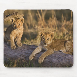 Mousepad Filhotes de Leão no Tronco