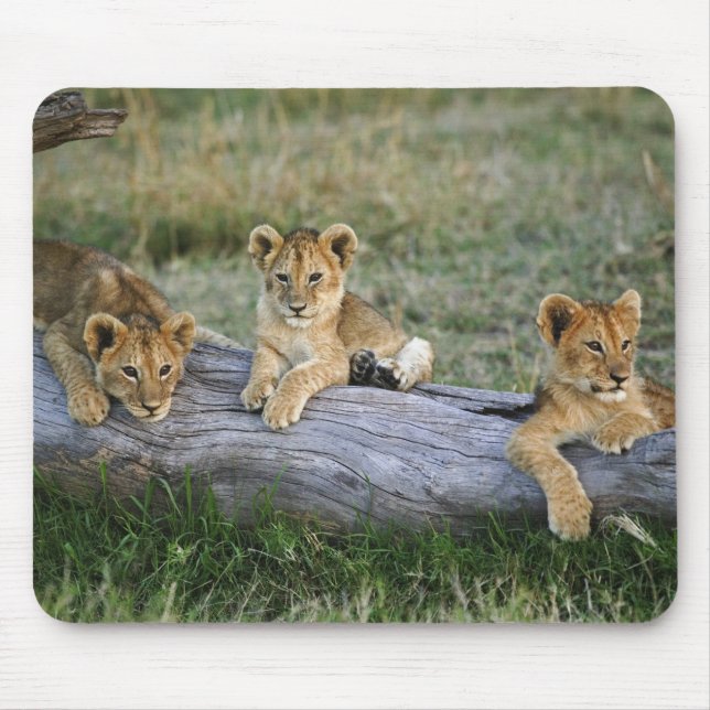 Mousepad Filhotes de Leão no Tronco (Frente)
