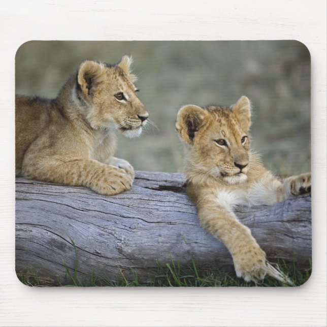Mousepad Filhotes de Leão no Tronco (Frente)