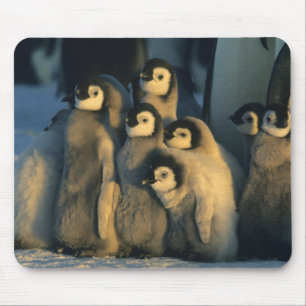Mousepad Filhotes de pinguim-imperador em creche, Aptenodyt