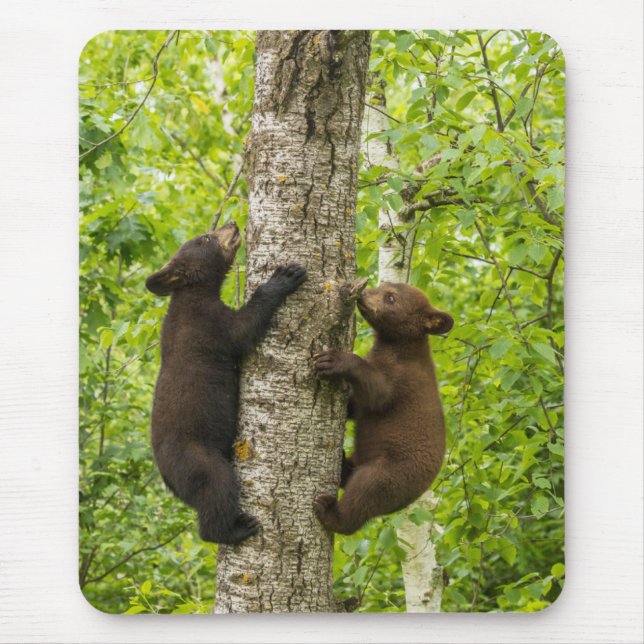 Mousepad Filhotes de Urso Negro Subindo em Árvore (Frente)
