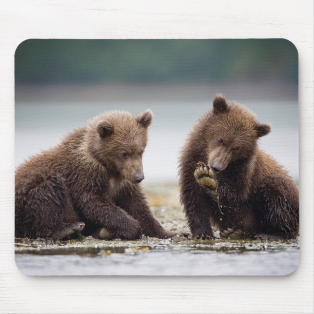 Mousepad Filhotes de Urso Pardo pelo Córrego (Frente)
