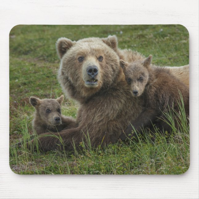 Mousepad Filhotes de Urso Pardo se Aconchegando com a Mãe (Frente)