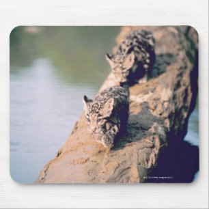 Mousepad Filhotes do leopardo no registro