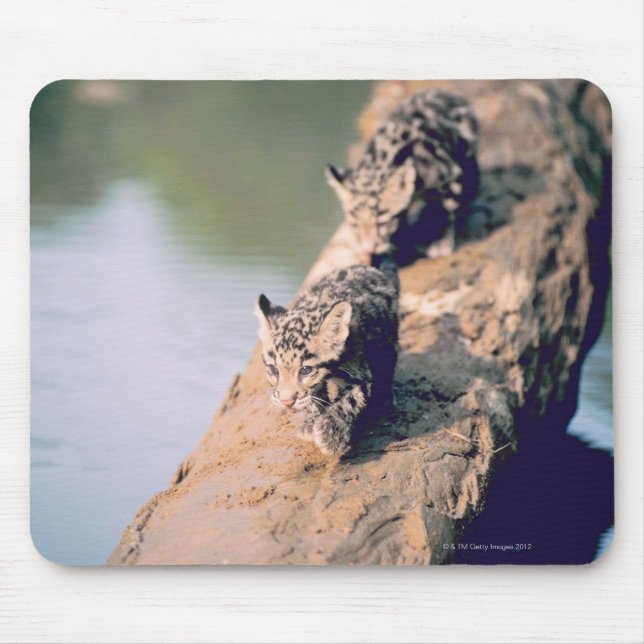 Mousepad Filhotes leopardo em log (Frente)