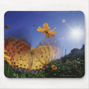 Mousepad Fim-acima da borboleta, batendo as asas