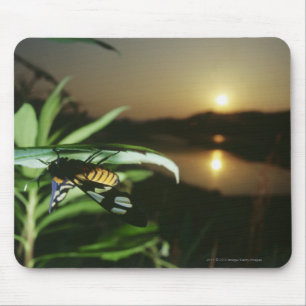 Mousepad Fim-acima da borboleta na folha no por do sol