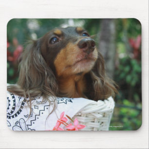 Mousepad Fim-acima de um cão do Dachshund que senta-se em